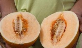 耐高吃瓜,揭秘瓜果界的“耐力之王”