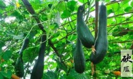 有趣的吃瓜构图