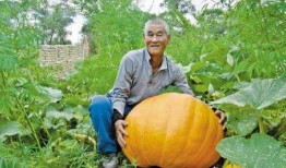 吃瓜会胃痛吗,揭秘夏日消暑美食背后的健康隐患