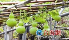 幼儿可以吃葫芦瓜吗