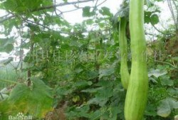 砍瓜可以吃吗,美味与营养并存的神奇食材