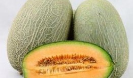 喂熊猫吃哈密瓜,哈密瓜盛宴