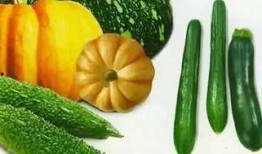 小云瓜怎么吃,解锁美味新体验