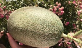 山东吃高瓜吗,探寻高瓜的独特风味