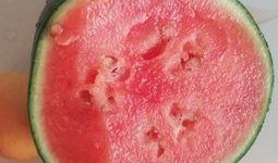 长垣吃瓜完整视频,一场引发热议的网络狂欢