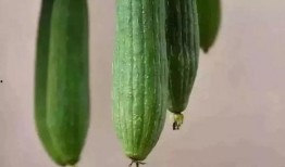 帅宝吃瓜,揭秘娱乐圈那些不为人知的幕后故事