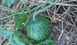 菜园小瓜怎么吃,创意烹饪指南