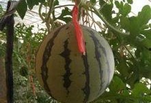 吊瓜外皮可以吃吗怎么吃,健康美味两不误