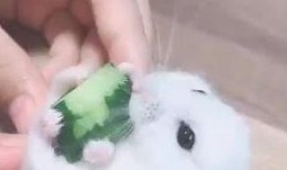 吃瓜的耗子,吃瓜耗子的趣味生活点滴