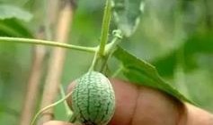 大瓜吃了继续吃小瓜吗,小瓜也难挡诱惑