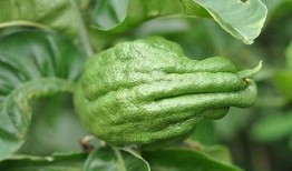 佛手瓜是莴瓜吗怎么吃的,揭秘佛手瓜的独特食法