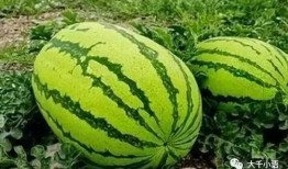 田小雨吃瓜,揭秘娱乐圈背后的秘密